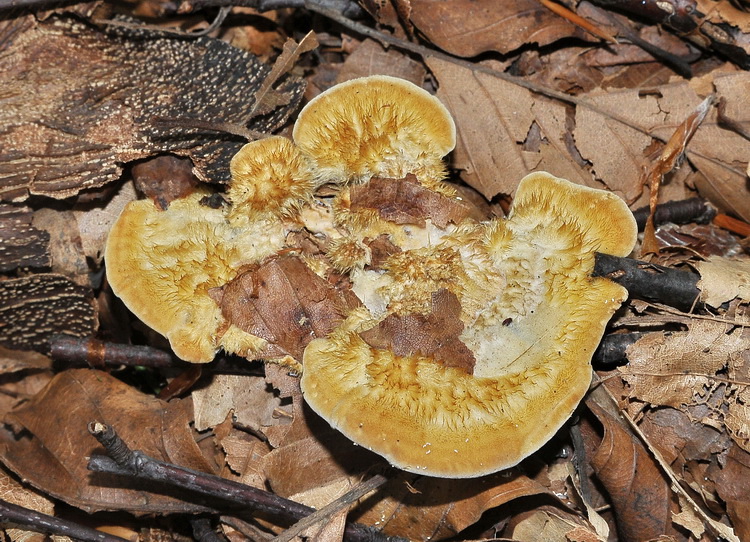 Aphyllophorales dal bosco di faggio
